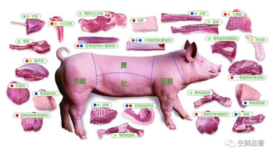 猪肉分割教学视频
